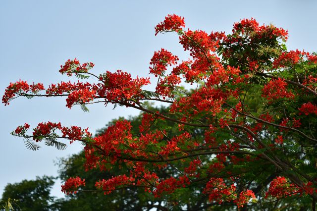 Pohon Berbunga Indah Indonesia: Flamboyan 